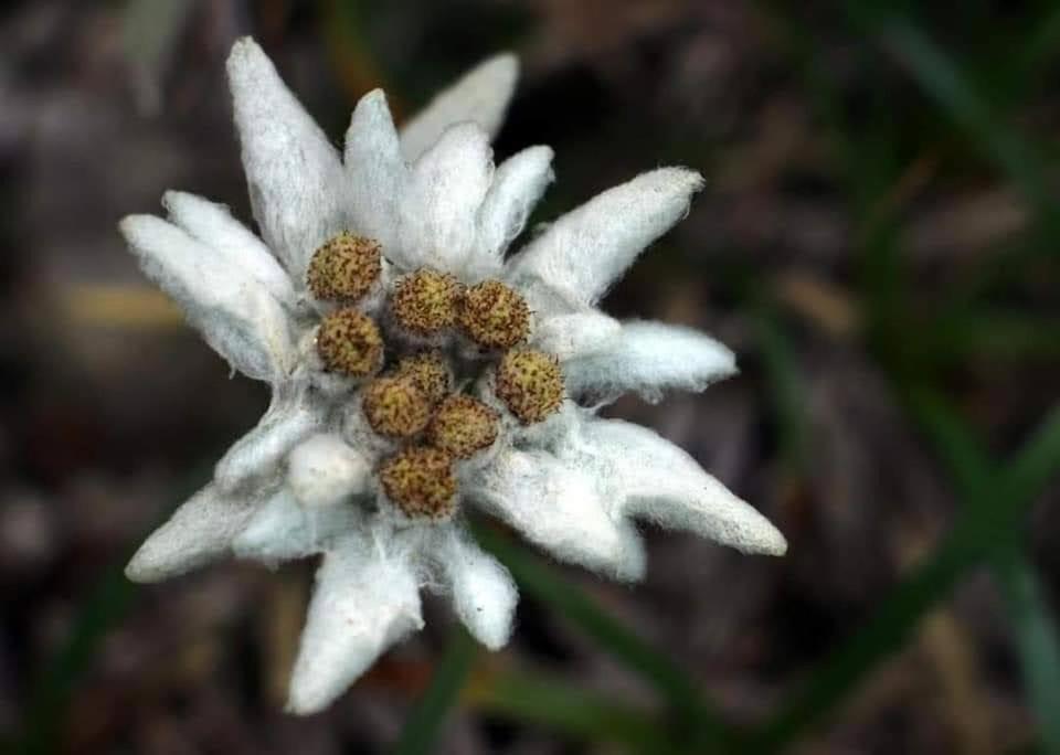 Edelweiss Ilinca Lägenhet Zărneşti Exteriör bild