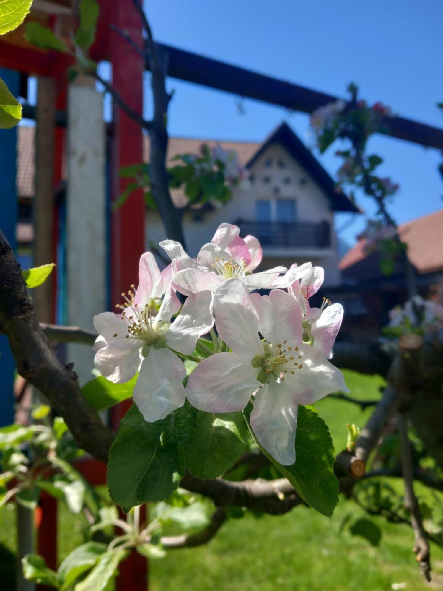 Edelweiss Ilinca Lägenhet Zărneşti Exteriör bild