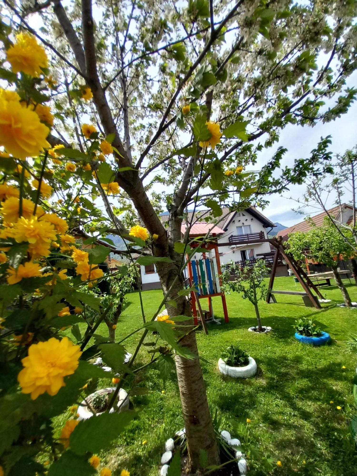 Edelweiss Ilinca Lägenhet Zărneşti Exteriör bild